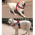thumbnail image 5 of Los collares de nailon, rellenos internamente de neopreno, transmiten lo que tu perro necesita para prevenir accidentes., 5 of 5