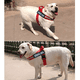 thumbnail image 5 of Collar de nailon, relleno de neopreno en el interior, comunica la necesidad de su perro para prevenir accidentes Adepaton Correas y Collares para Perros, 5 of 5