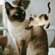 thumbnail image 4 of Botella de almacenamiento, organización y almacenamiento para pelo de gato, recuerdo de pelo de animal, caja para el pelo de gato, caja para el pelo de gato, amantes de los animales, botellas de vidri, 4 of 4