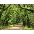 thumbnail image 2 of McLoughlin, James 14x12 Gold Ornate Wood Framed with Double Matting Museum Art Print Titled - Canopy Road III, 2 of 4