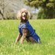 thumbnail image 2 of Weatherbeeta - Abrigo para Perros Comfitec Windbreaker Free Deluxe (Azul Oscuro, Gris, Blanco), 2 of 2