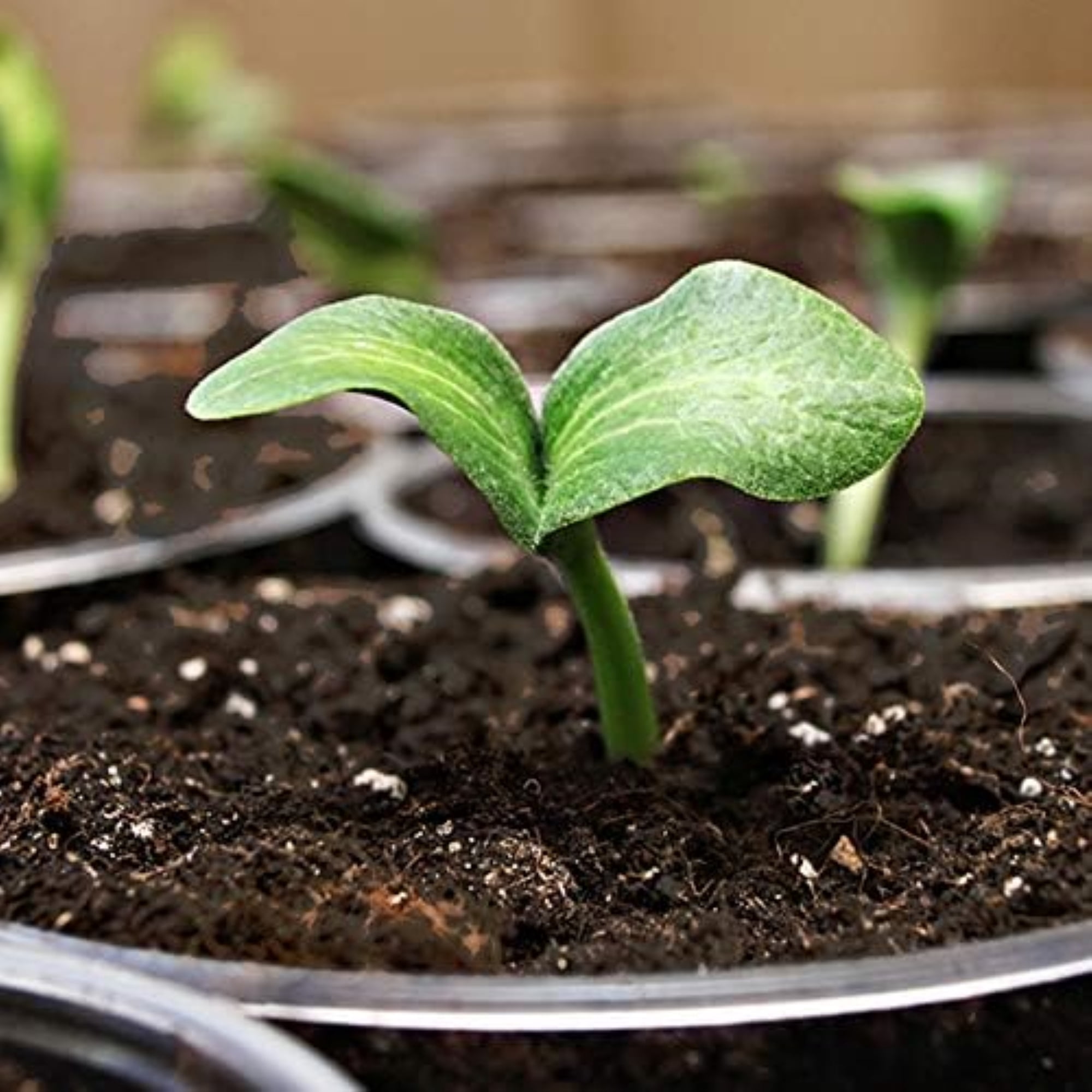 Coast of Maine 5047539 SI2000 MP48 2 cu. ft. Com-Sprout Island Seed Starter