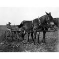 thumbnail image 2 of A Man Plows Cotton In Texas. Courtesy Of Csu ArchivesEverett Collection History (24 x 18), 2 of 2