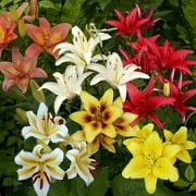 10 Mixed Asiatic and Orieltal Lilies, 10 Lily Bulbs