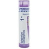 Boiron Gelsemium Sempervirens 1M, Homeopathic Medicine for Apprehension With Trembling, Headaches, 80 Pellets