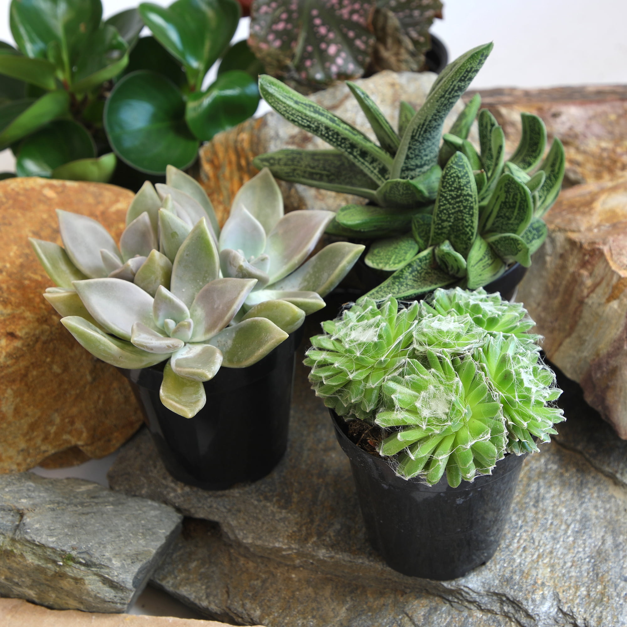 Altman Plants Pet-safe Succulents (3-pack) Easy Care Indoor Plants in 3.5 in. Grower Pots