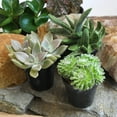 Altman Plants Petsafe Succulents (3pack) Easy Care Indoor Plants in 3