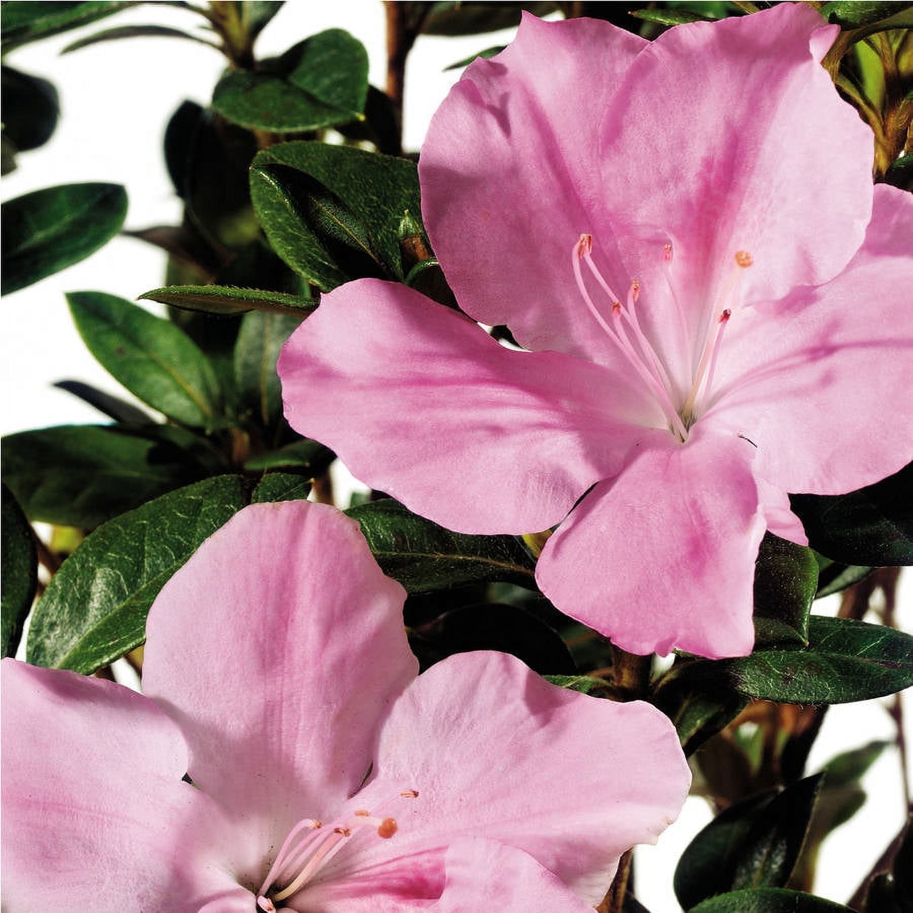 Encore Azalea Autumn Sweetheart (2 Gallon) Pink and White Flowering Shrub - Full Sun Live Outdoor Plant