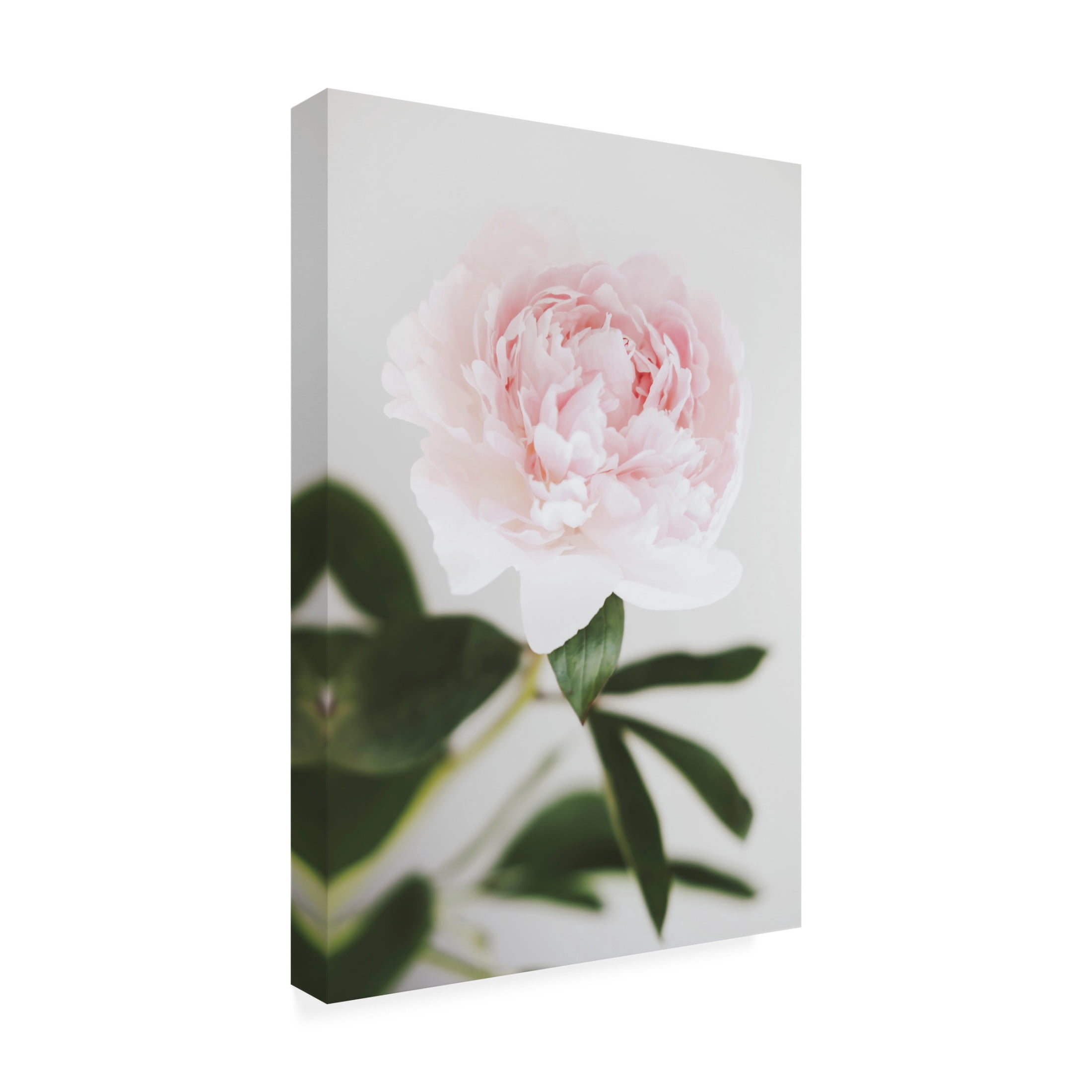 Trademark Fine Art Pictufy Studio III Peony 10 Canvas Wall Art