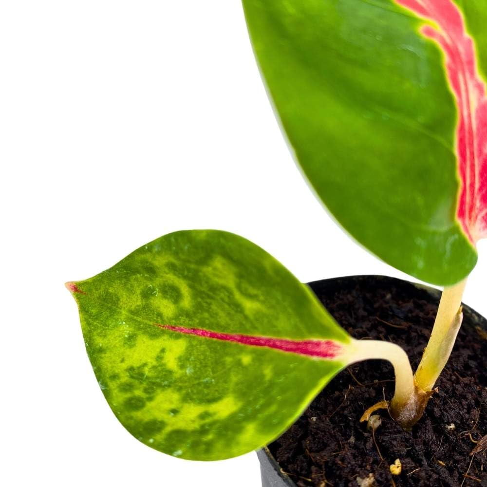 Red King, 2 inch, Red Stripe Aglaonema commutatum Togo | Ubuy