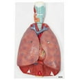 thumbnail image 2 of Axis Scientific Lung and Respiratory System Models Bundle for Pulmonologists, Trachea and Bronchi Anatomy Model and 7-Part Lung, Heart and Respiratory Models, 2 of 3