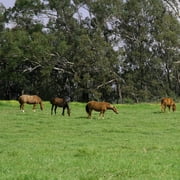 All Purpose Pasture Seed Mix - 25 LBS