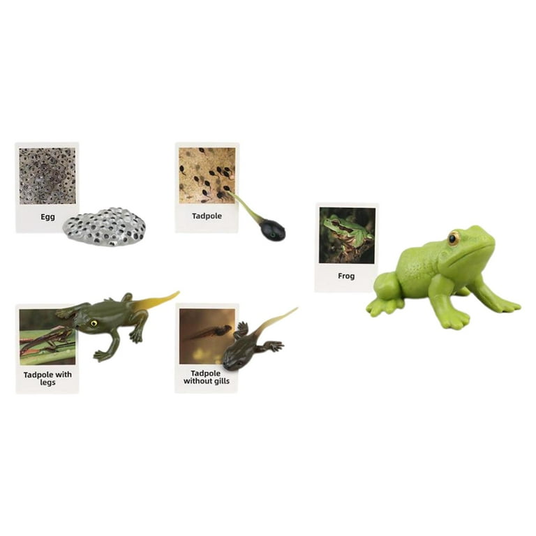 Realistic Life Cycle Toy Early Education Animal Figurines Toys for Desktop  Decoration Party Favors Children Boys and Girls Preschool Frog 