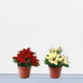 thumbnail image 3 of Poinsettia Pot - Set of 2, 3 of 3