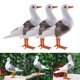 thumbnail image 1 of 3 Piezas De Aves Artificiales De Simución De Gaviota Con Plumas De Aves Falsas Decoración para hogar CUTICAT Pájaro artificial de la simulación, 1 of 8
