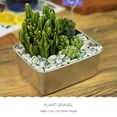 thumbnail image 5 of NOGIS 0.77 lbs Pebbles for Indoor Plants, Succulent Rocks,6-9mm Polished Pebbles for Bamboo, Vase, Terrarium, Natural Decorative Small River Rocks for Crafts, Cactus, Outdoor Garden Landscaping, 5 of 7