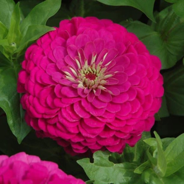 Zinnia Benary's Giant Purple Seed