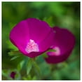 thumbnail image 2 of Everwilde Farms - 1/4 lb Purple Poppy Mallow Native Wildflower Seeds - Gold Vault Bulk Seed Packet, 2 of 3