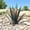 Blue, variant on WNEXOPE Tequila Rustic Sculpture, DIY Metal Agave Plant Home Decor, Home Yard Stakes Lawn Ornaments