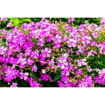 1000 TALL CATCHFLY (Campion / None So Pretty) Silene Armeria Pink Flower Seeds