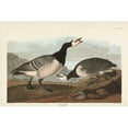 thumbnail image 3 of Audubon, John James 24x17 Black Modern Framed Museum Art Print Titled - Pl 296 Barnacle Goose, 3 of 5