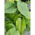 thumbnail image 2 of Heartleaf Philodendron-Evergreen-Indoor Plant  8" Hanging Basket, 2 of 19