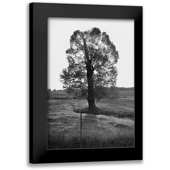 Lee, Judson 17x24 Black Modern Framed Museum Art Print Titled - Giant Tree