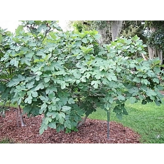 3 Celeste Fig 'Sugar Fig' Plants in 4" Pots