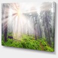 thumbnail image 2 of Misty Sunrise in Forest, 2 of 3