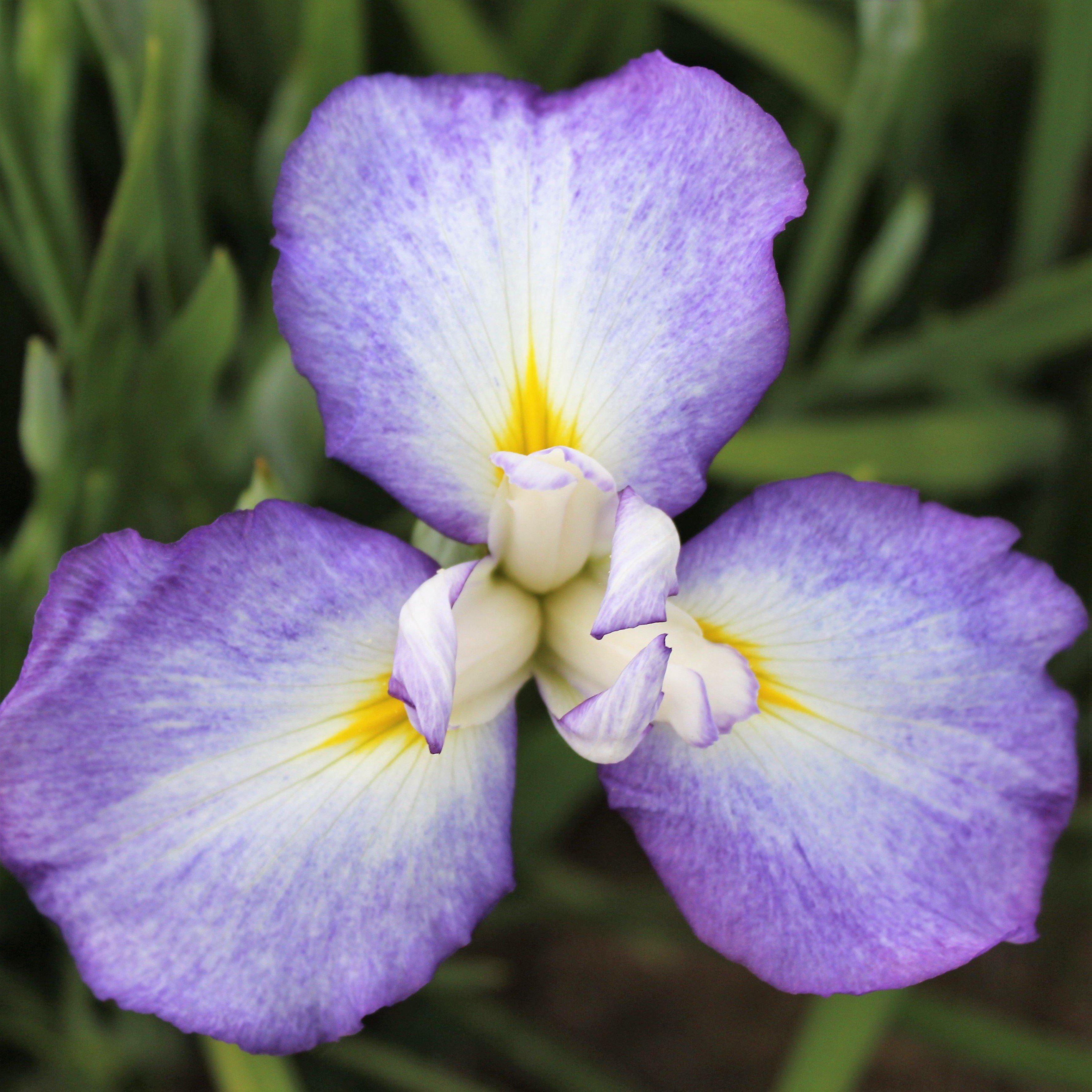 Japanese Iris Zen Garden Mix 5 Rhizomes - Spring Purple & White Blooms Partial Sun