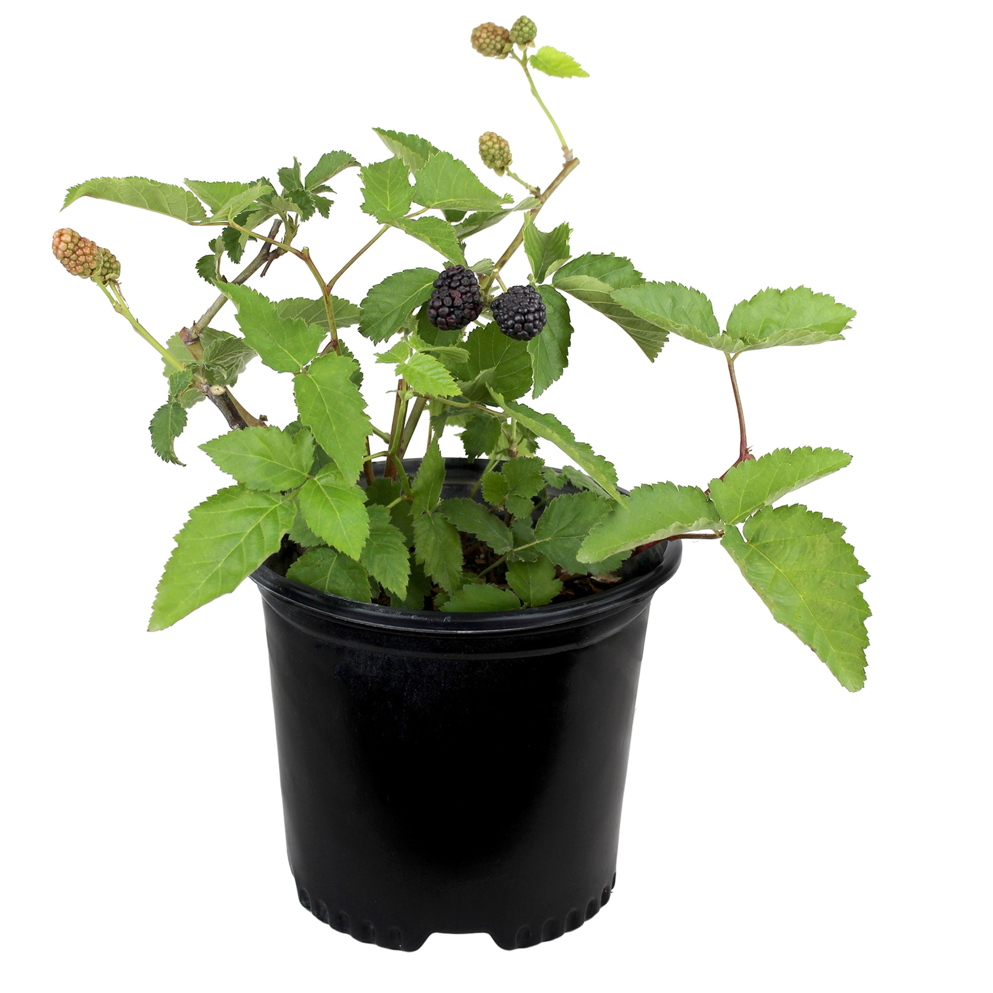"Expert Gardener Thornless Apache Blackberry Bush, 12""-18"" Tall