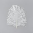 thumbnail image 1 of ZUCKER™ Ostrich Tail Feathers - Cut Tops - 5 - 11" - 12PCS - White, 1 of 1
