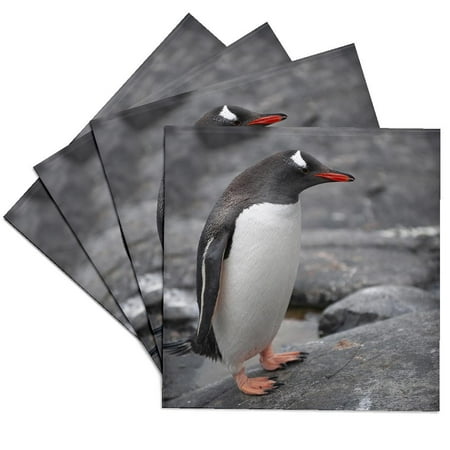 

3dRose Antarctic. Gentoo penguin. Set of 4 Ceramic Tile Coasters