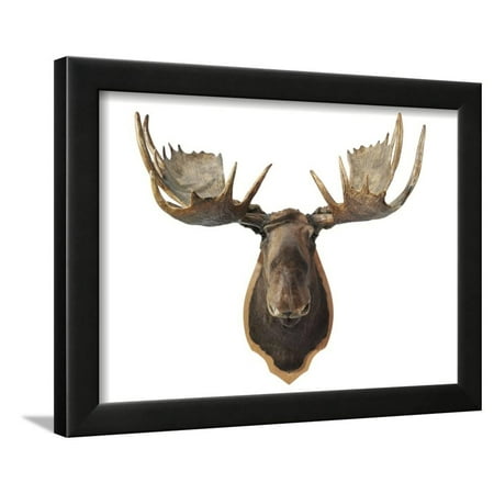 Moose Trophy Head Canadian Taxidermy Moose Head Hunting Trophy, Mounted on an Oak Shield, Vancouver Framed Print Wall Art ()
