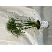 Proven Winner 2.72 QT Multicolor CYPERUS (1 pack) Grower pot