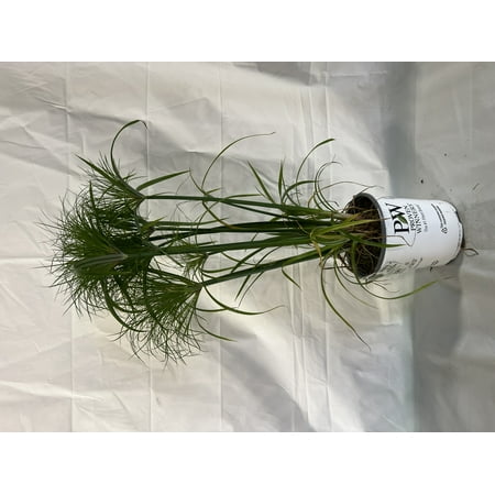 Proven Winner 2.72 QT Multicolor CYPERUS (1 pack) Grower pot