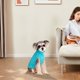 thumbnail image 4 of Suéter acogedor para razas pequeñas y grandes Diseño de punto suave para una comodidad máxima Ideal para el clima frío Duradero y fácil de limpiar Perfecto para uso en interiores y exteriores, 4 of 4