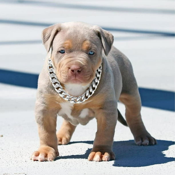 Dog chain collar hotsell