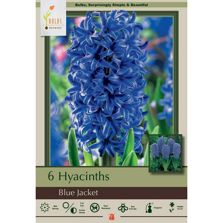 Blue Jacket Hyacinth 6 Bulbs - True Blue - FRAGRANT - 15/16 cm