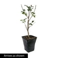 thumbnail image 3 of Blueberry Smoothie Rose of Sharon Althea Deciduous Flowering Shrub, in a 3 gallon pot, 3 of 3