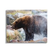 Stupell Industries Bear Bathing In Stream Photography Animals & Insects Photography Gallery Wrapped Canvas Print Wall Art