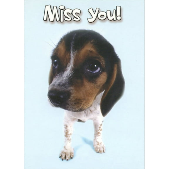 Designer Greetings Brown and White Beagle Puppy Closeup Funny : Humorous Miss You Card