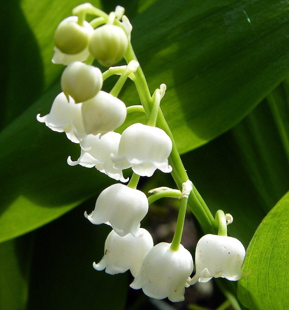 Lily Of The Valley Funeral Flowers - Flower Homes: Lily of the Valley ...