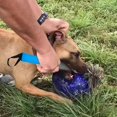 thumbnail image 5 of Professional Dog No Bite Sticks Safely Separates Food Aggressions Protect Crowbar Break Stick Chew Toys For For Training K9 Police German Shepherd Pit, 5 of 5