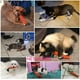 thumbnail image 5 of Juguetes para perros 3 juguetes para masticar para la dentición de cachorros, juguetes para masticar para perros, juguetes de cuerda, juguetes para masticar para gatos, juguetes de conejo trenzados seguros, regalo saludable ER, 5 of 5