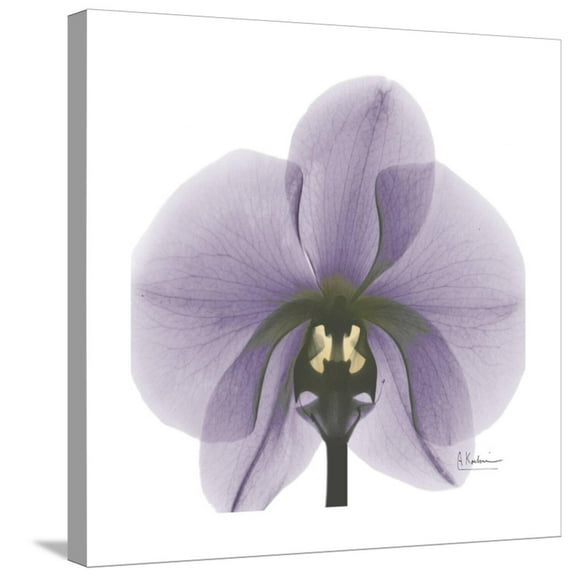 Art.com Lilac Orchid Stretched Canvas Print Wall Art by Albert Koetsier, 24" x 24"
