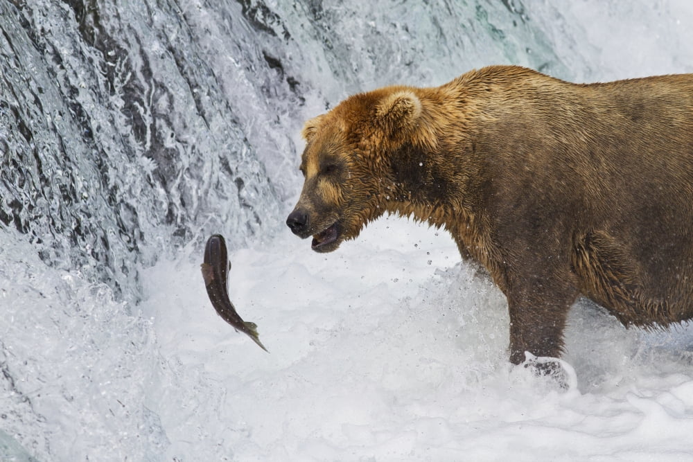Brown bear (Ursus arctos) standing in rapids below Brooks Falls while looking at a jumping Sockeye salmon Katmai National Park and Preserve Southwest Alaska Canvas Art - Gary Schultz Design Pics (38