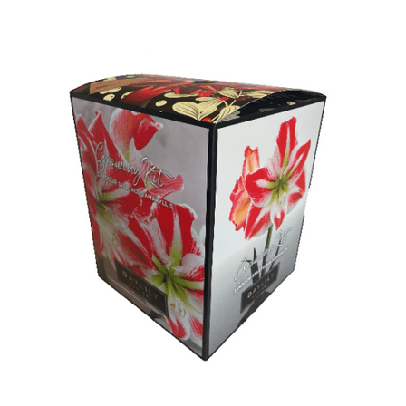 Indoor Amaryllis Kit - Spartacus - Red and White
