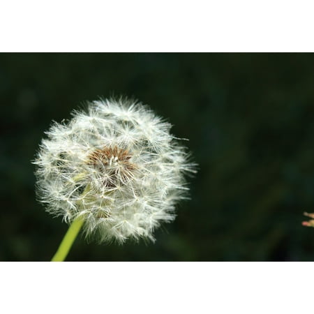 LAMINATED POSTER Blow Wish Luck Dandelion Wind Dream Wishing Poster Print 24 x