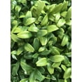 thumbnail image 2 of One 66 inch Outdoor Artificial Boxwood Triple Ball Topiary Tree UV Rated, 2 of 2